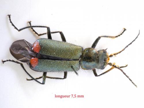Réf. 230 559 : Malachius bipustulatus